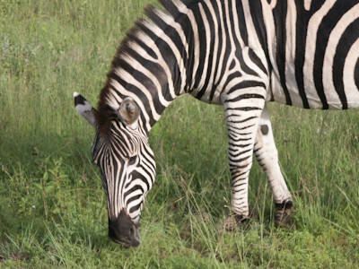 Wie reist man in Südafrika? Was kann man zwischen Kapstadt und dem Kruger-Nationalpark unternehmen?